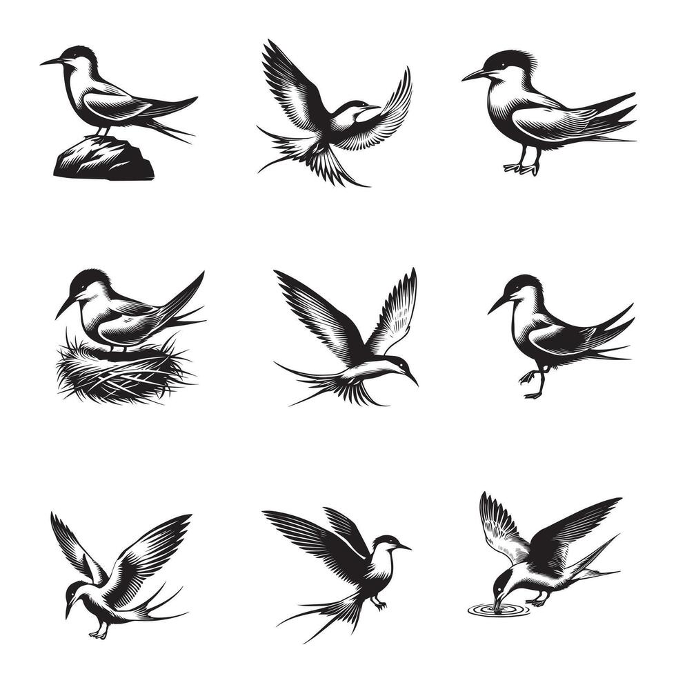 Collection of Common tern illustration - Common tern Bird Clipart Design vector