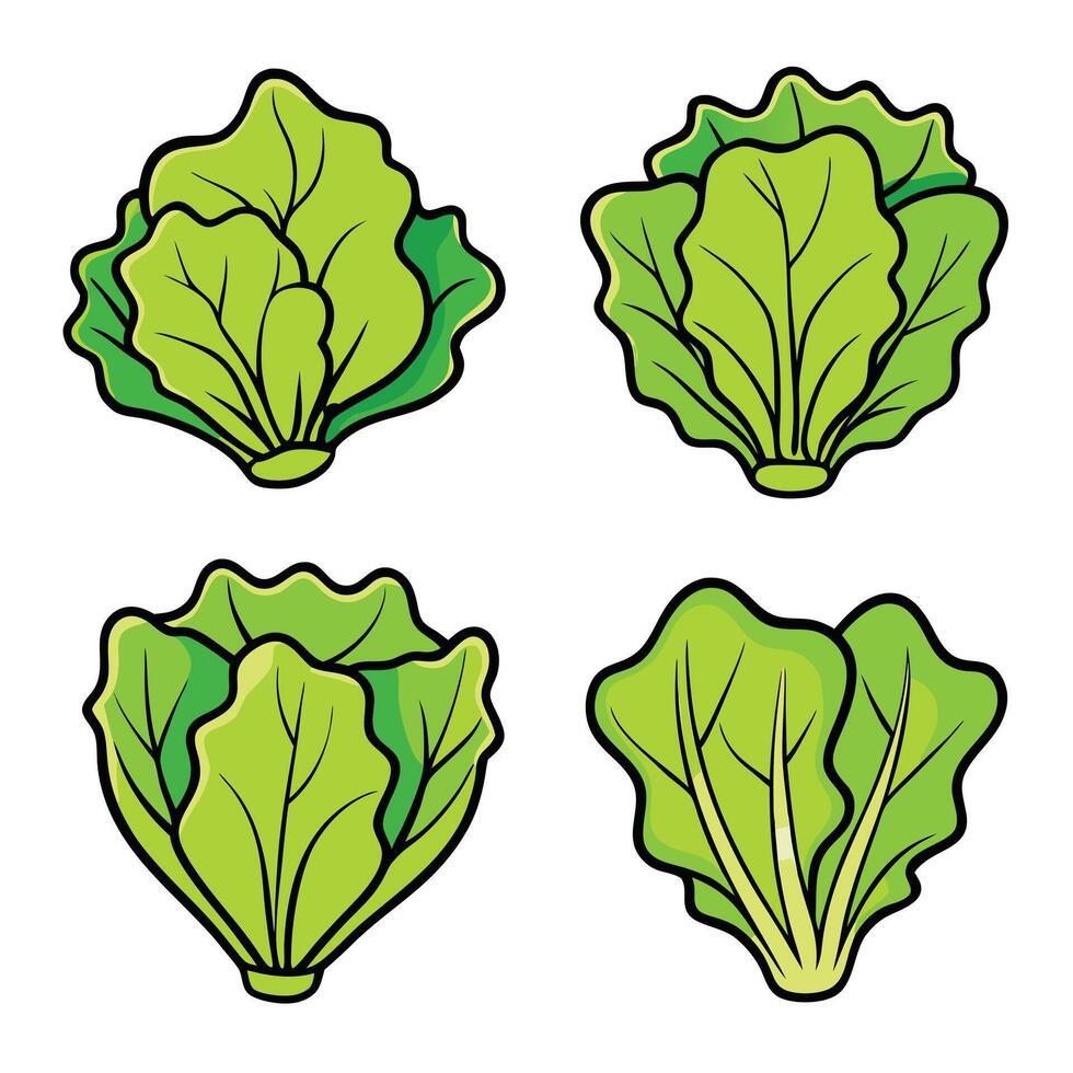 Lettuce leaves set of illustration vector
