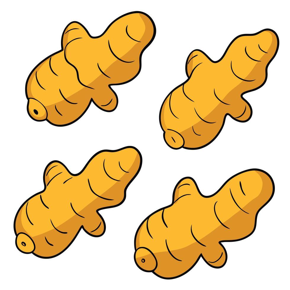 A set of four ginger root vegetables on a white background vector