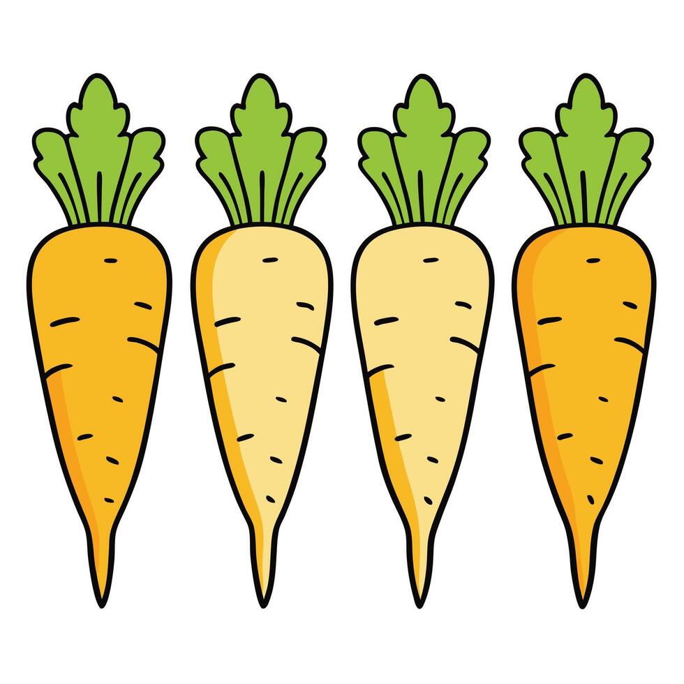 Carrots illustration white background vector