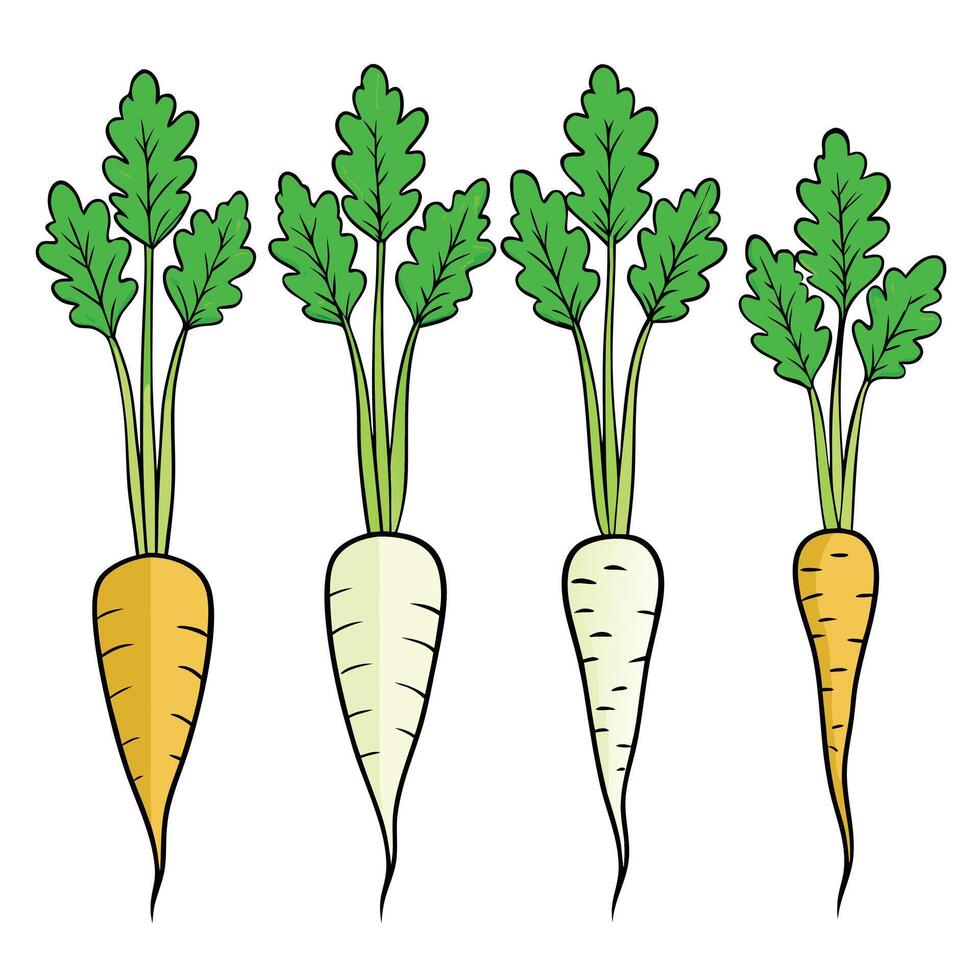 Carrots white background vector