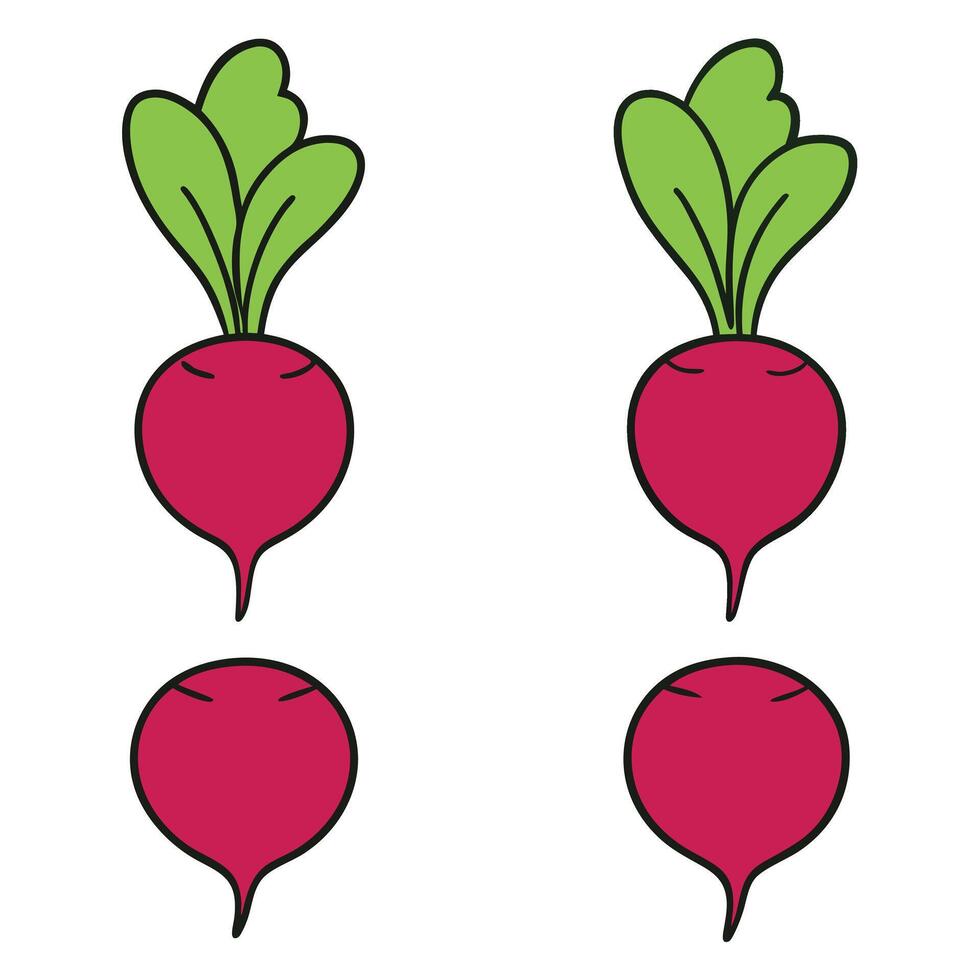 Three beets with green leaves are shown vector