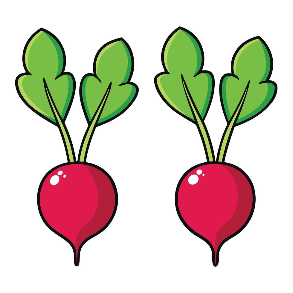 Two radishes with leaves on them vector