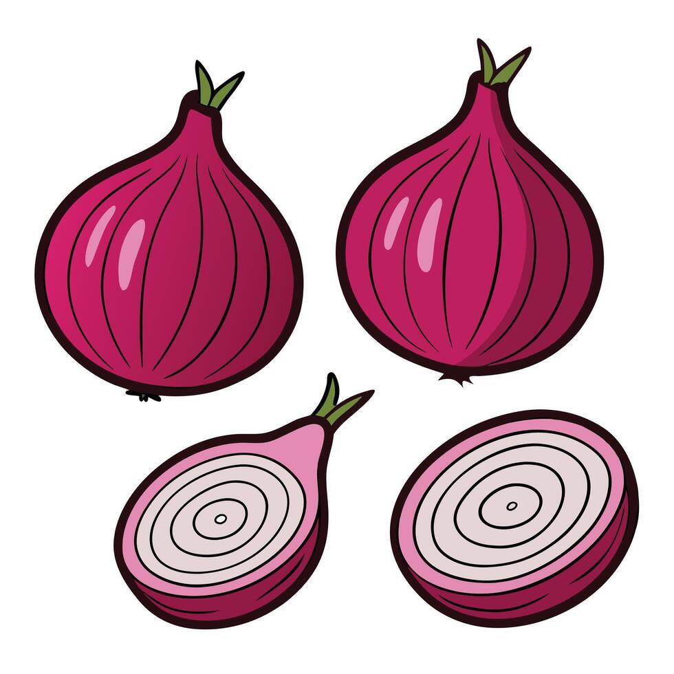 Three onions are shown on a white background vector