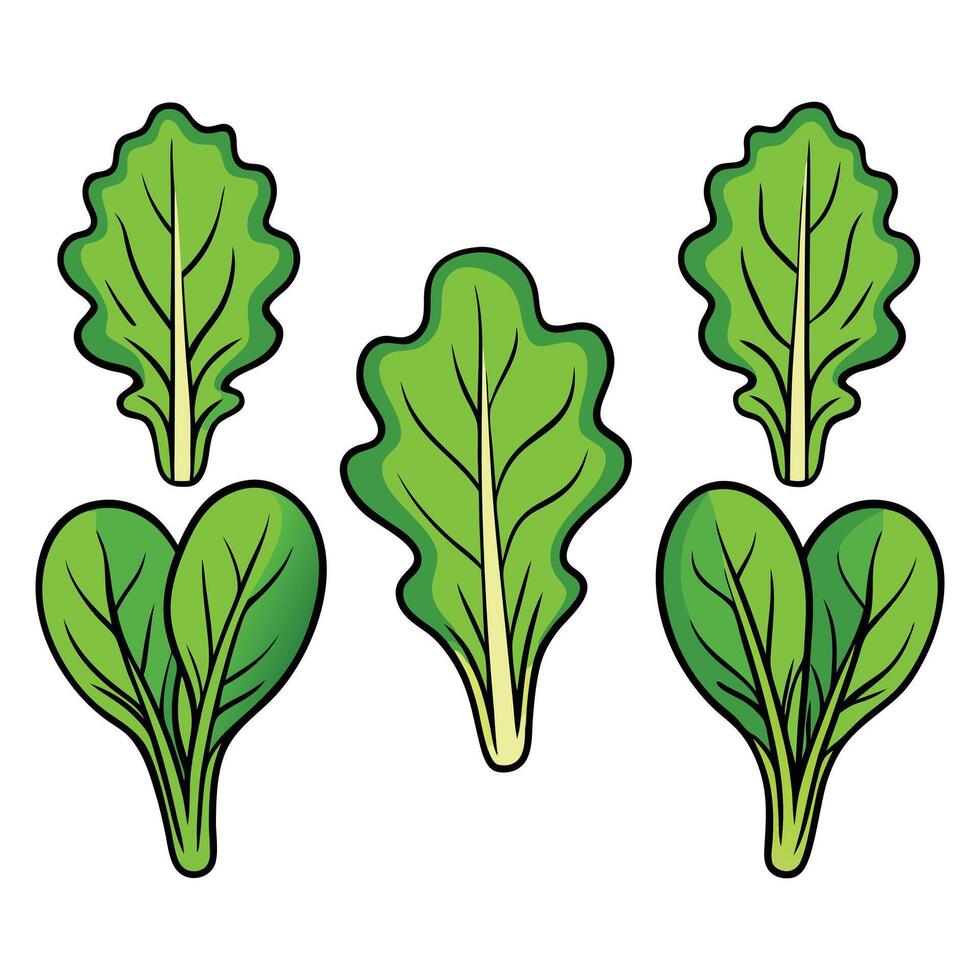 A set of four leafy green vegetables on a white background vector