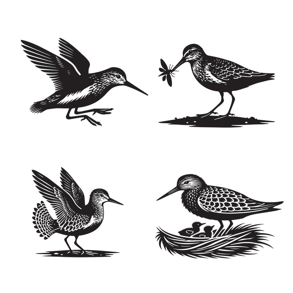 Collection of Common sandpiper illustration - Common sandpiper Bird Silhouettes vector