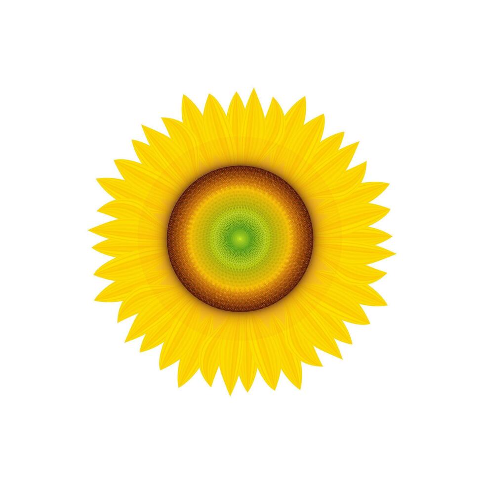 Realistic sunflower head with yellow petals and seeds inside close up view. Source of vegetable oil. natural bloom sunflower. vector