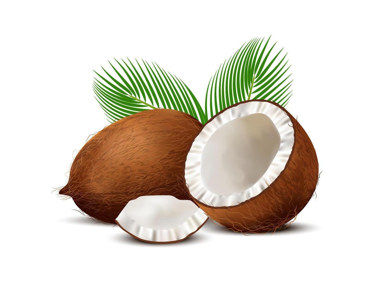 3D realistic set of whole coconut, coconut halves and palm leaves on white background. vector