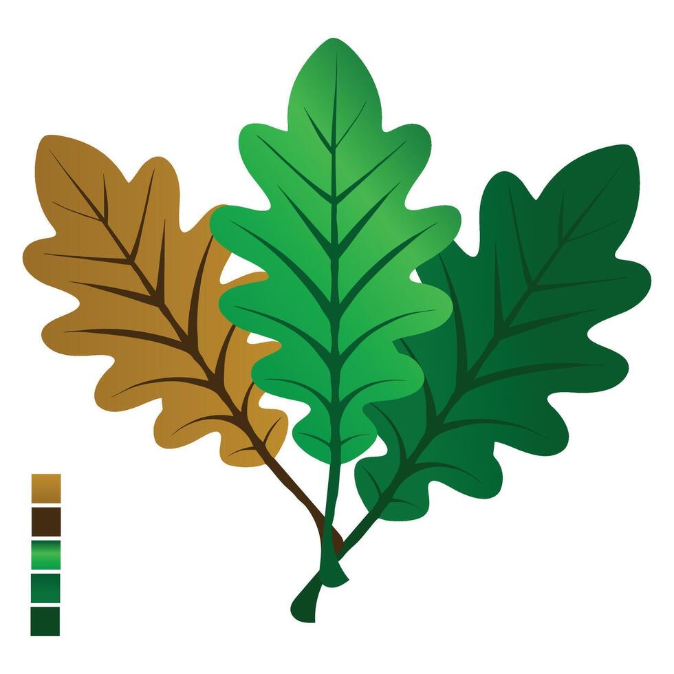 Oak leaves on white background, oak leaf vector