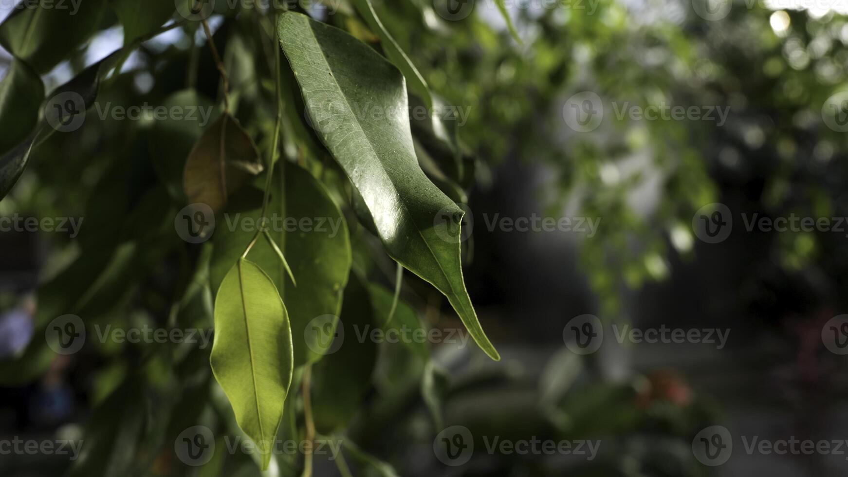 Close up for beautiful green leaves of a tree with a machine watering the plants on the background, gardening concept. Stock footage. Fresh beautiful leaves on tree branch. photo