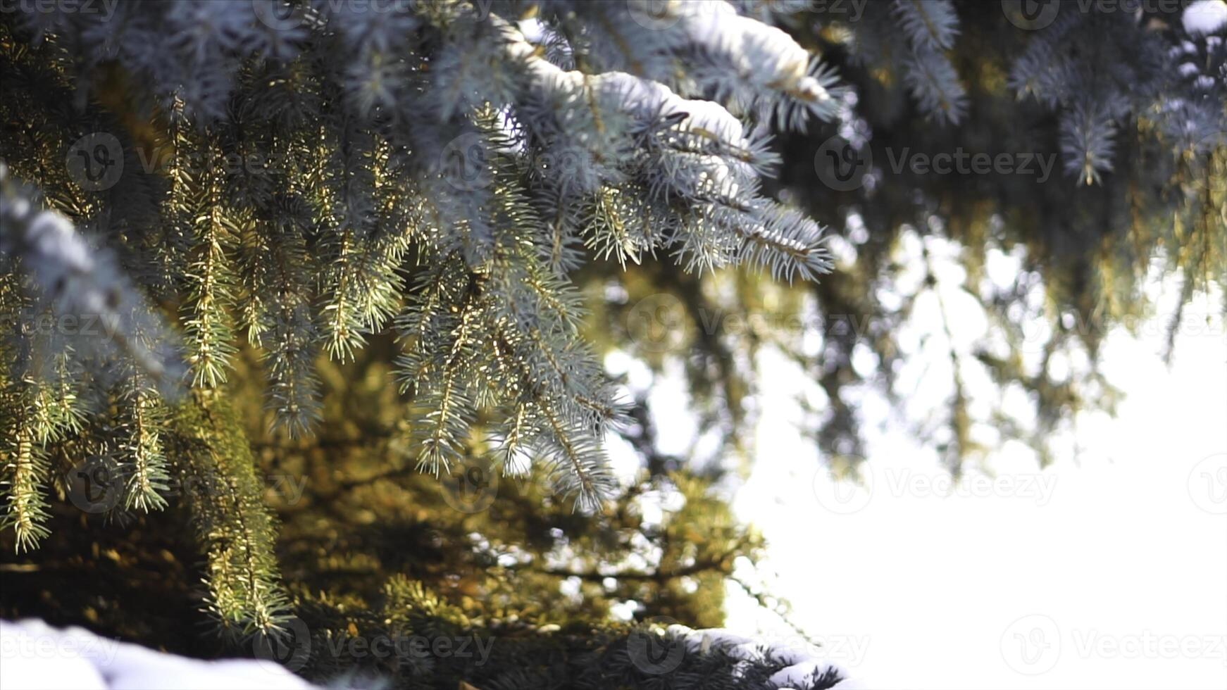 Close-up of spruce branches in snow in sunlight. Branches of blue spruce with snow are beautifully illuminated by warm sunlight in frosty winter photo