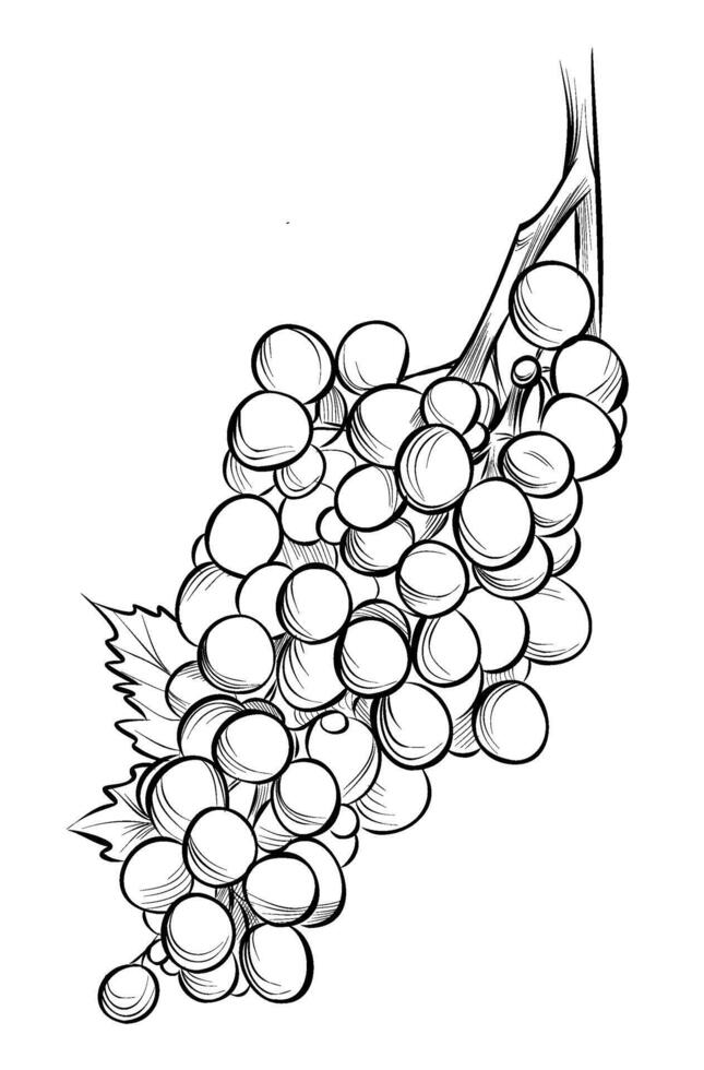 hand drawings of grape brush illustration vector