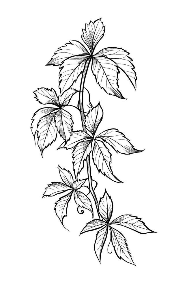 black and white hand-drawn drawing of Parthenocissus quinquefolia illustration vector