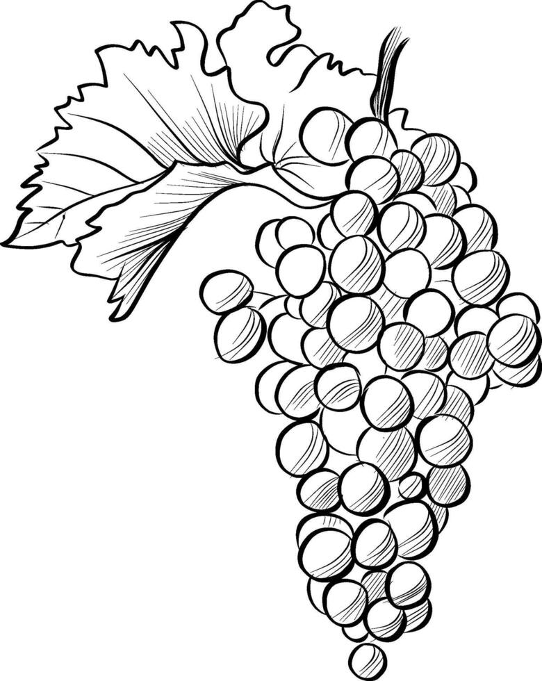 black and white drawing by hand of a grape brush vector