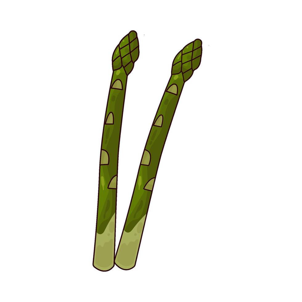 Illustration of asparagus vector