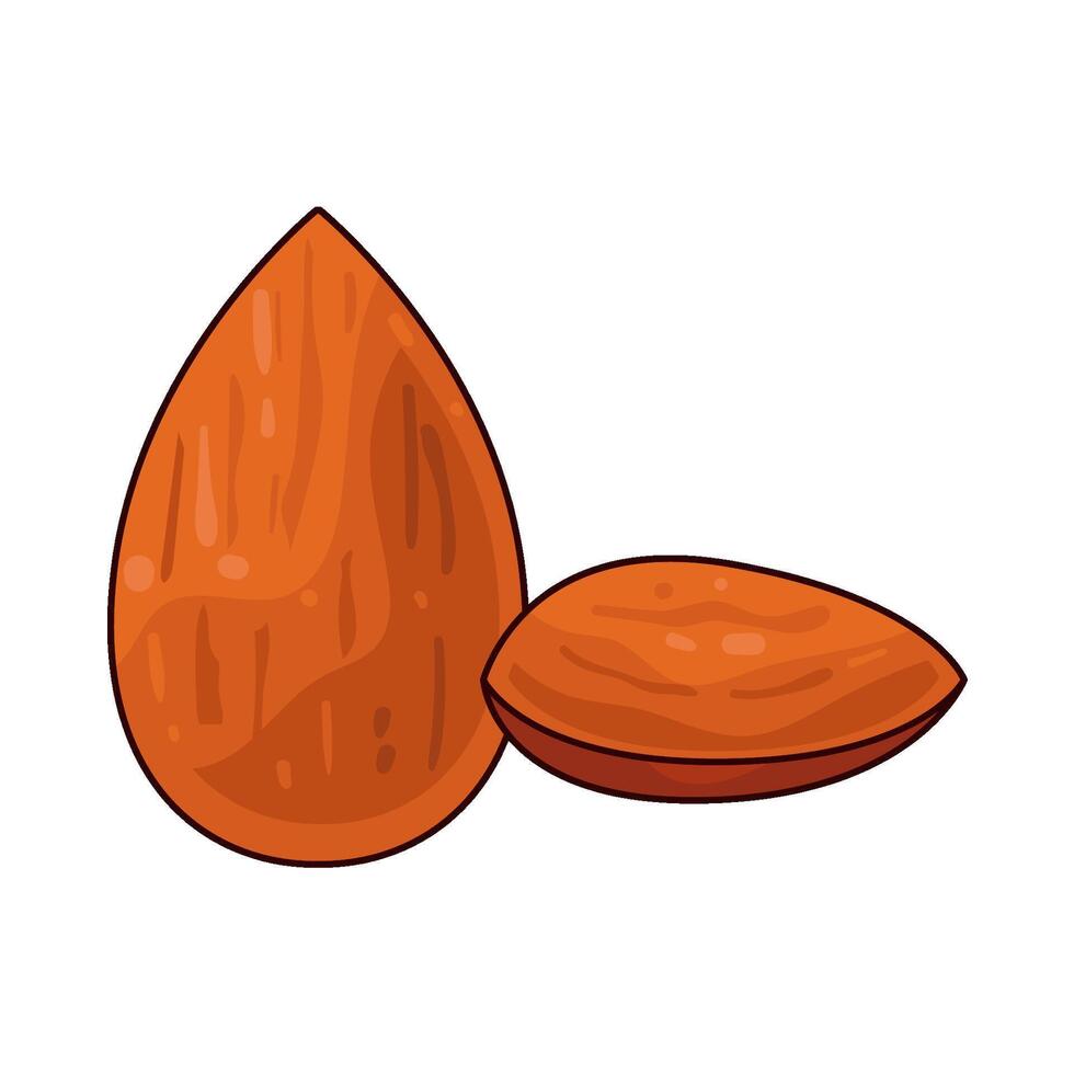 Illustration of almond vector