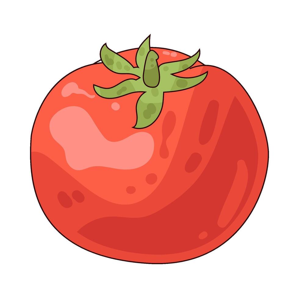 Illustration of tomato vector