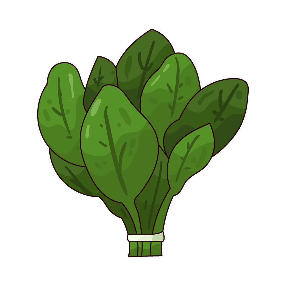 Illustration of spinach vector