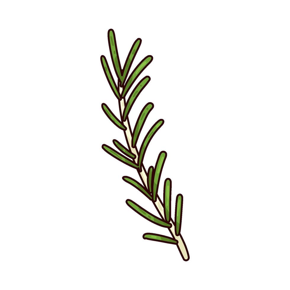 Illustration of rosemary vector