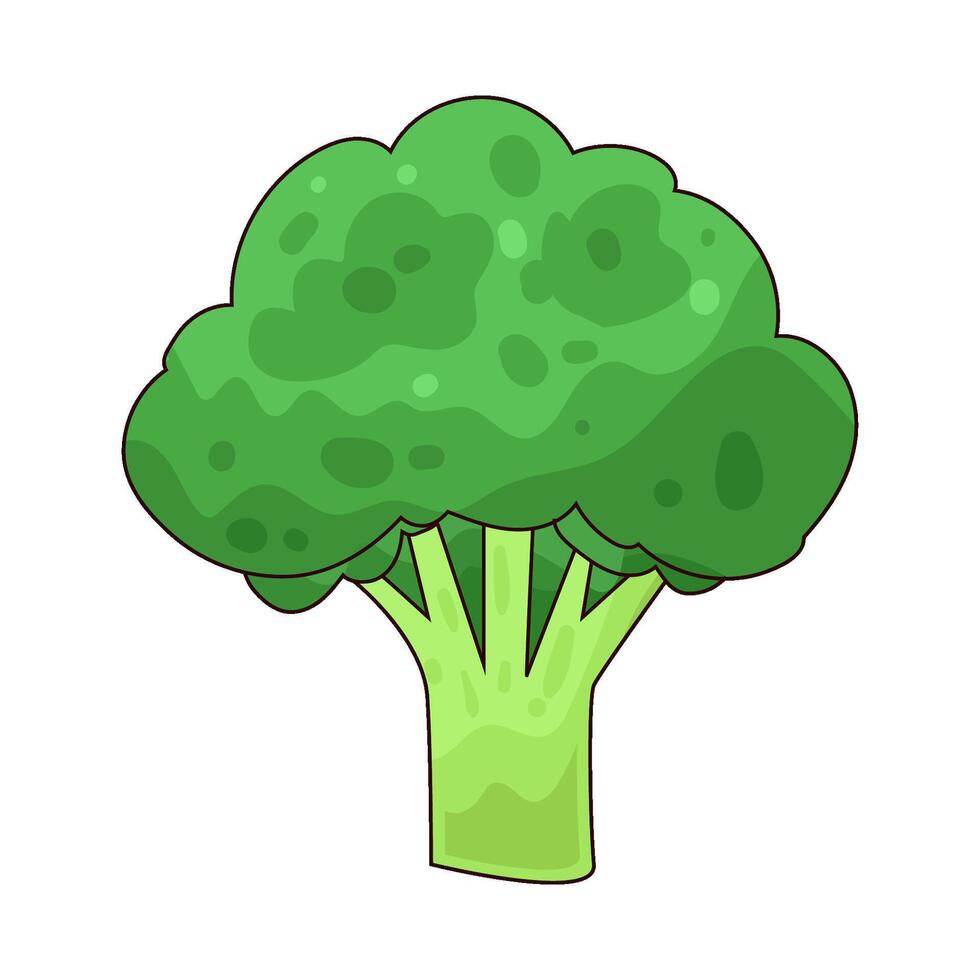 Illustration of broccoli vector