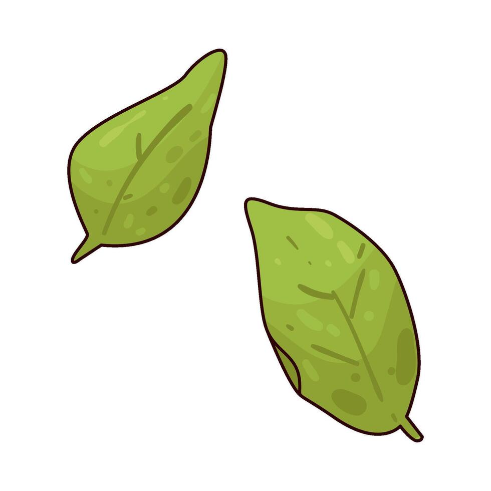 Illustration of basil vector