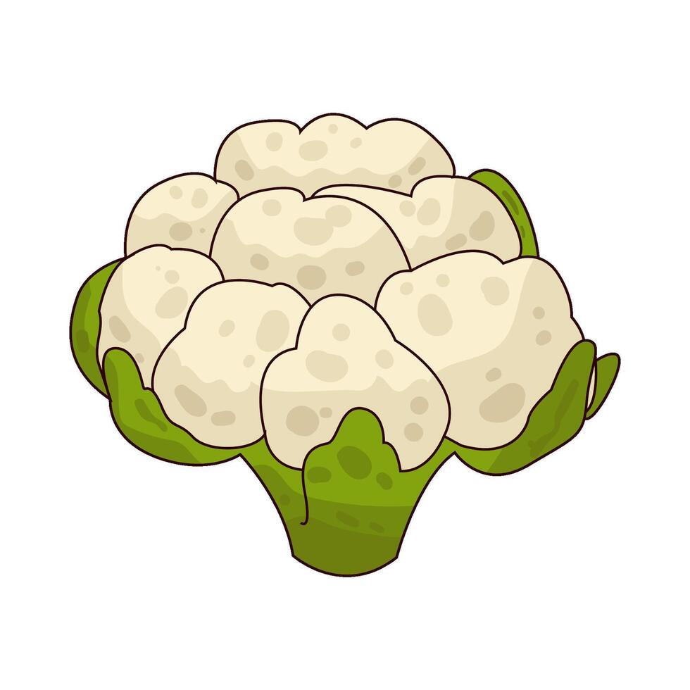 Illustration of cauliflower vector