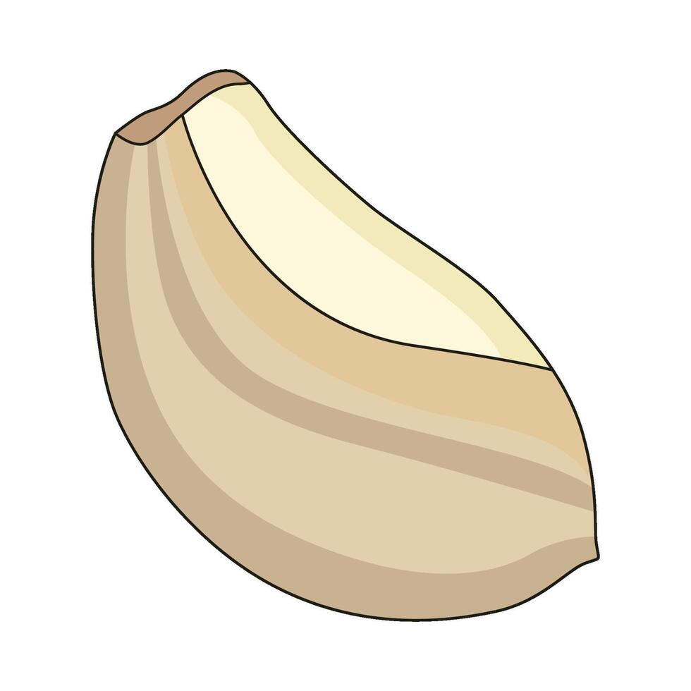 illustration of garlic vector