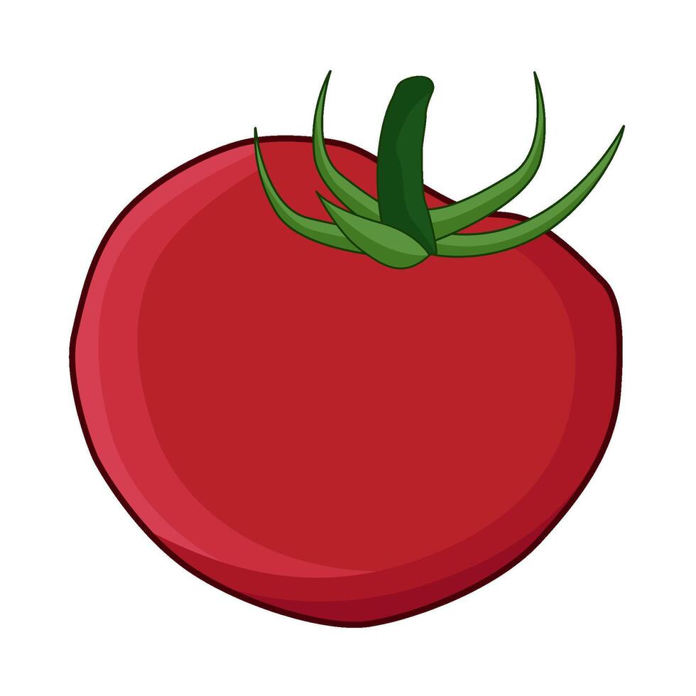 illustration of tomato vector