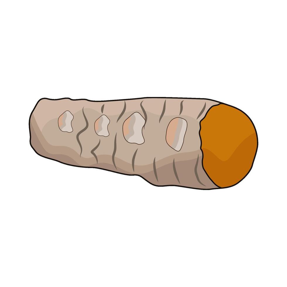 illustration of turmeric vector