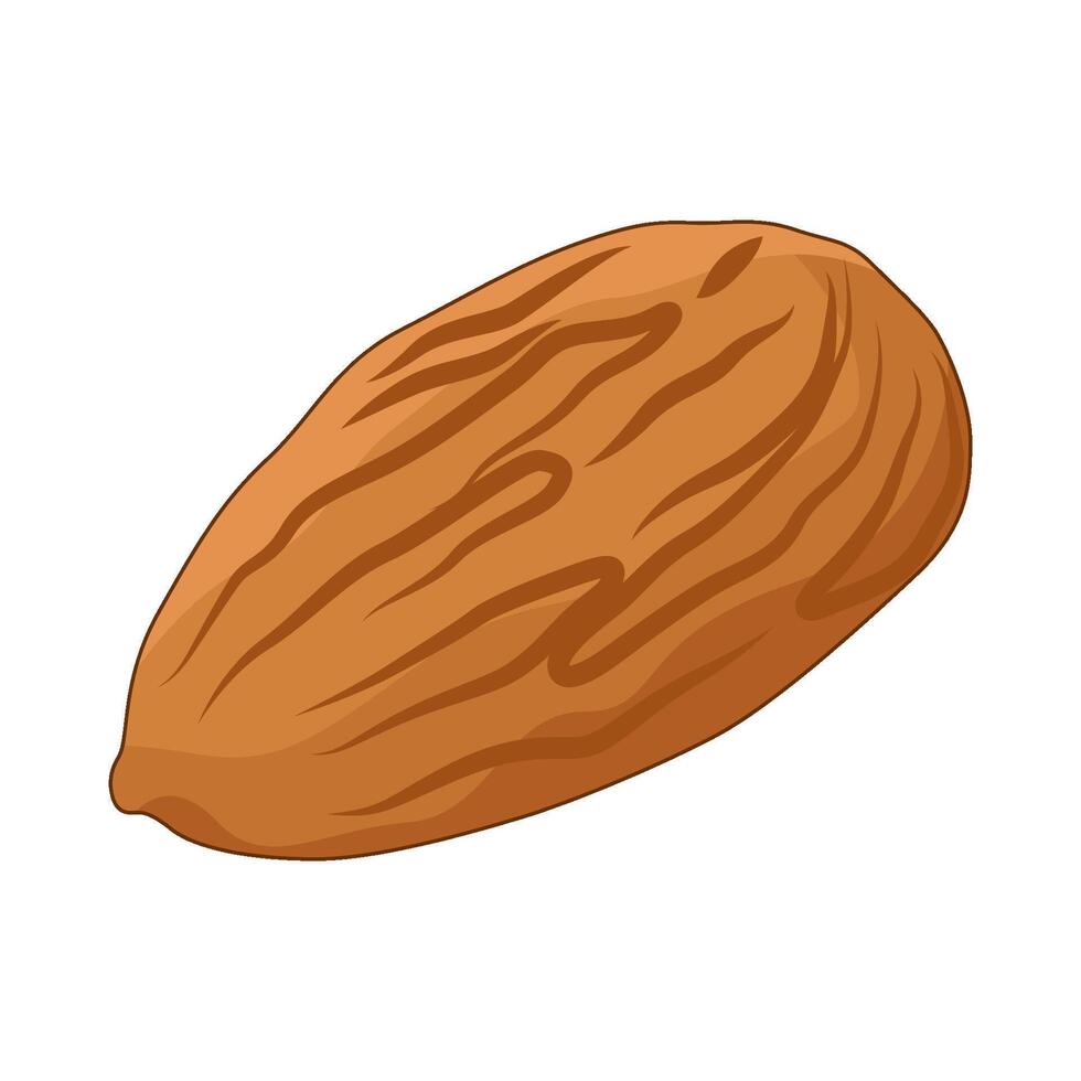 illustration of almond vector