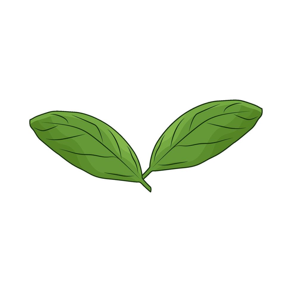 illustration of mint leaf vector