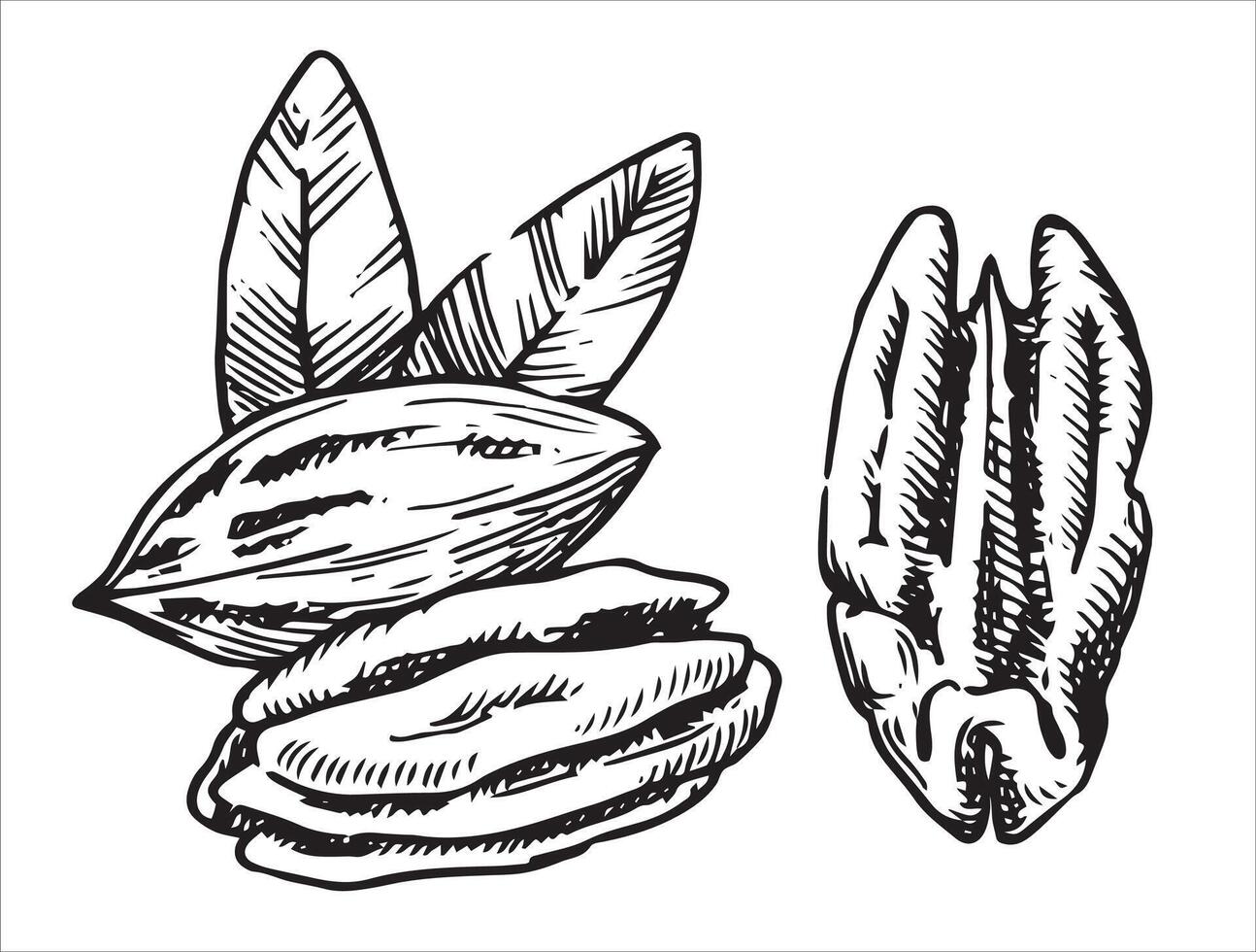 pecan illustration. linear drawing in sketch style vector