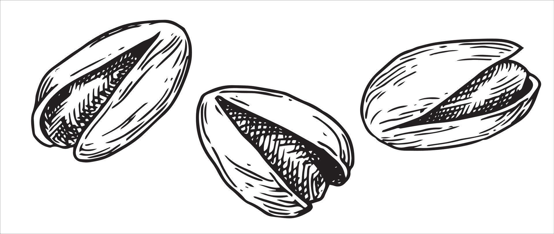 pistachio nut illustration. linear drawing in sketch style vector