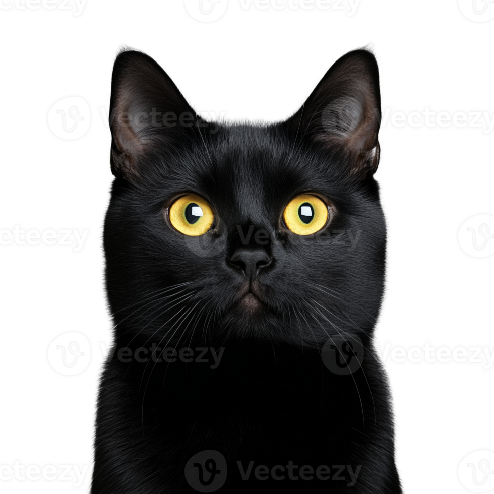 Black cat with bright yellow eyes staring forward, isolated on a transparent background png