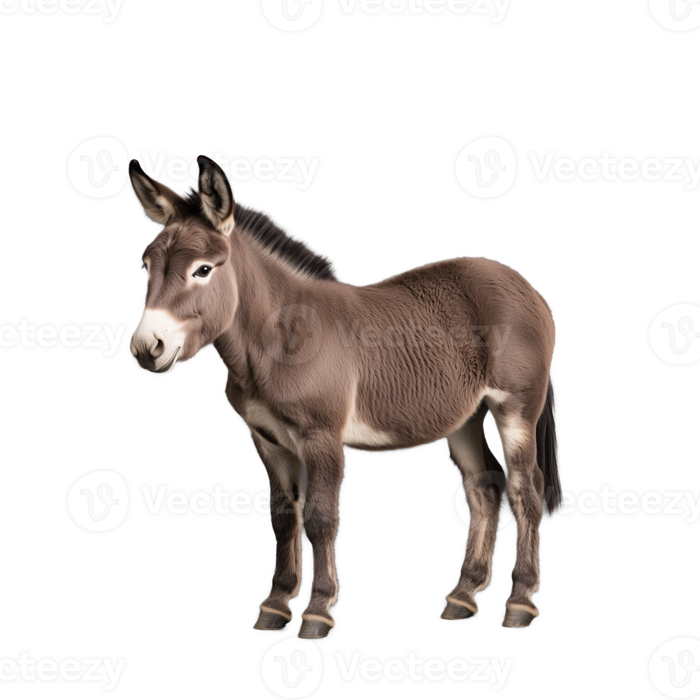 Donkey standing with brown fur, ears perked, facing forward, transparent background png