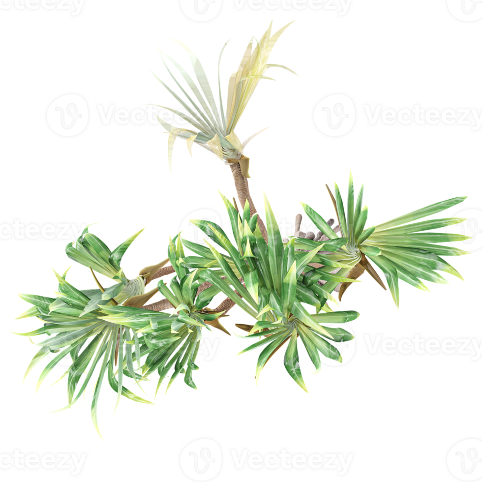 3d illustration of Dragon tree isolated on transparent Canvas from top view png