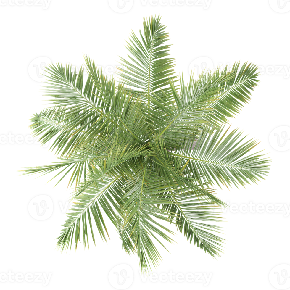 3d illustration of Royal palm isolated on transparent Canvas from top view png