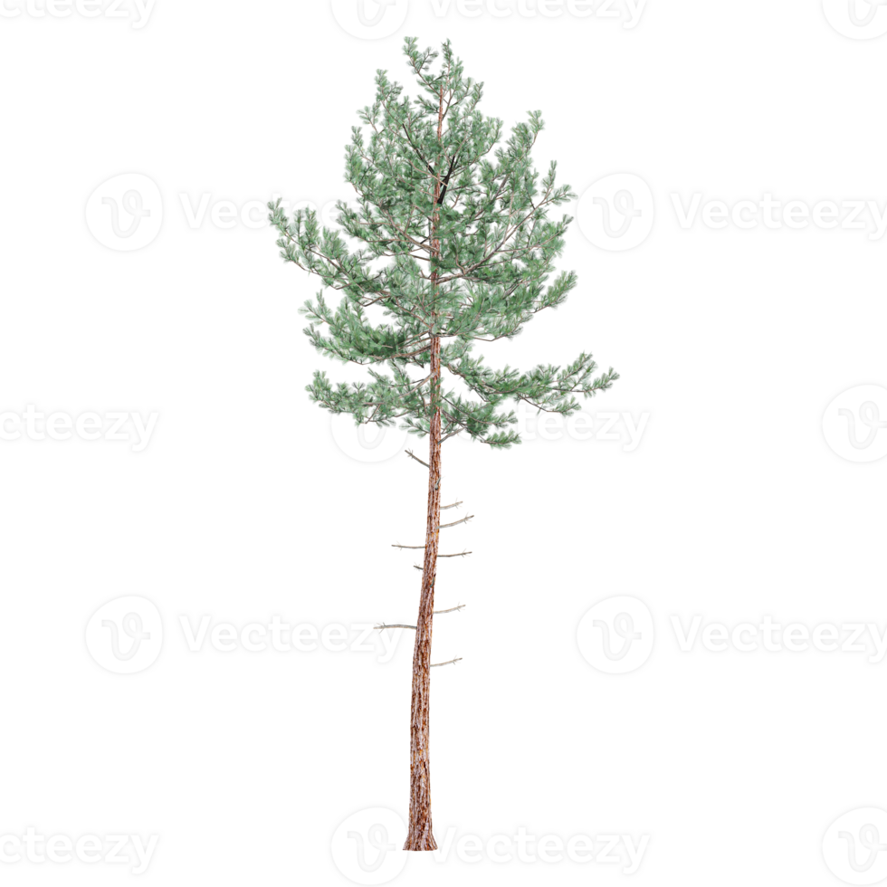 3d illustration of Pinus tree isolated on transparent canvas png
