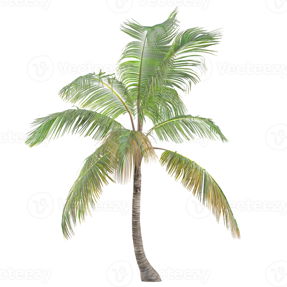 collection of Cocos nucifera palm isolated on transparent Canvas png