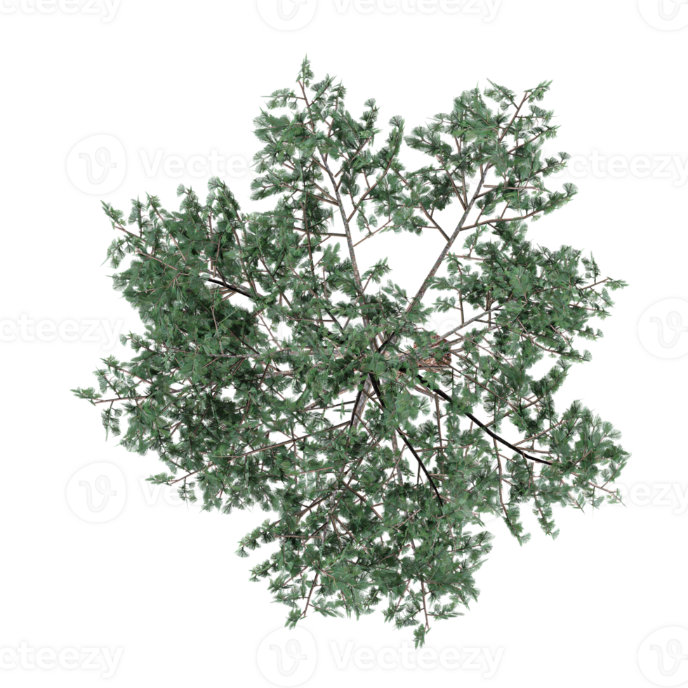 collection of Pinus tree with realistic style from top view png