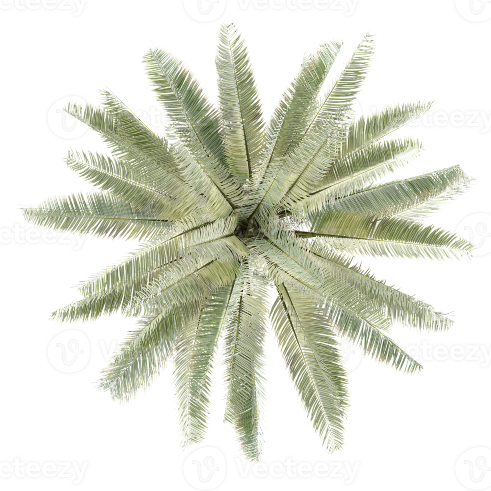 Green Jubaea chilensis palm isolated on transparent Canvas from top view png