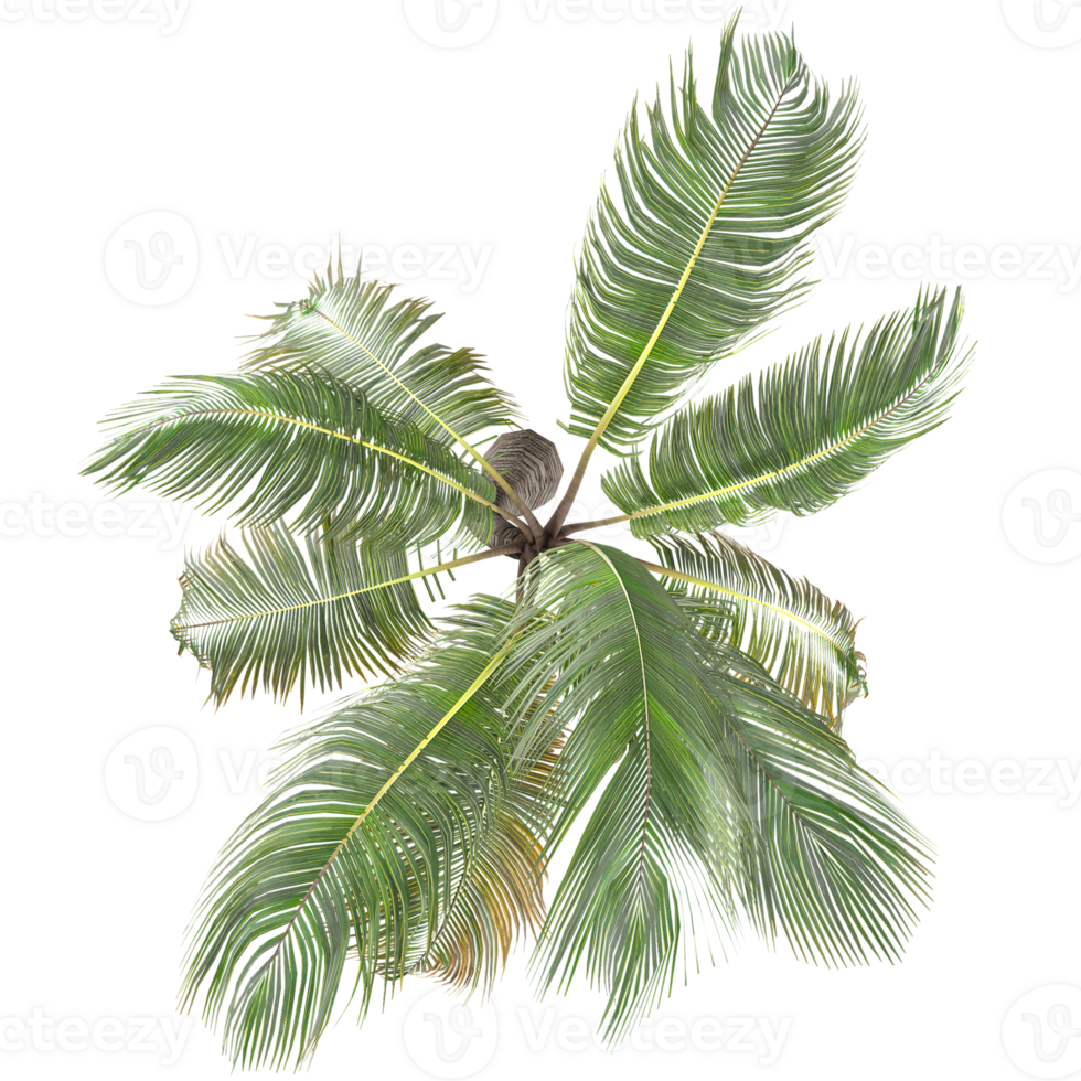collection of Cocos nucifera palm isolated on transparent Canvas from the top view png