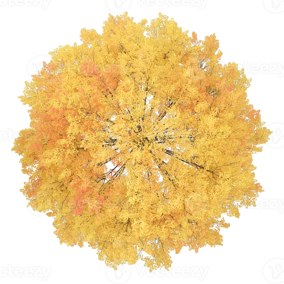 3d Rendering Of autumn tree on Transparent Canvas from the top view png