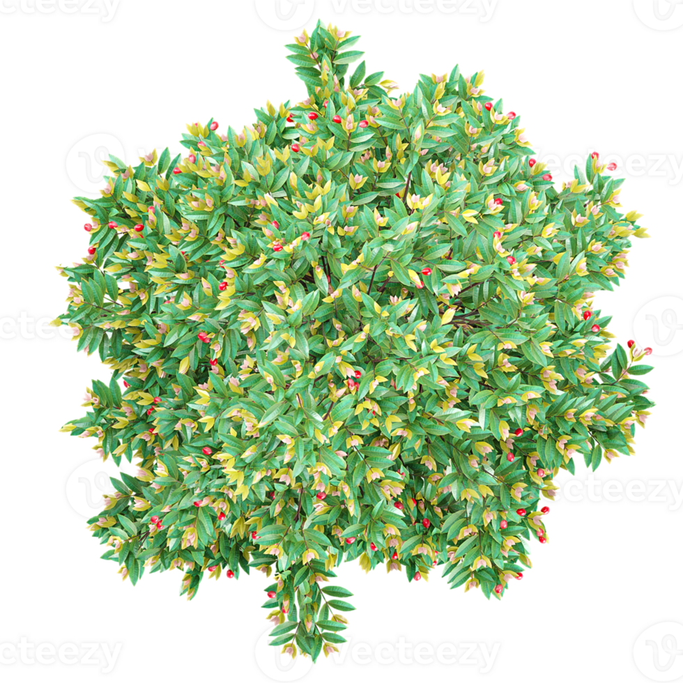 set of Pinnacle plant isolated on transparent Canvas from the top view png