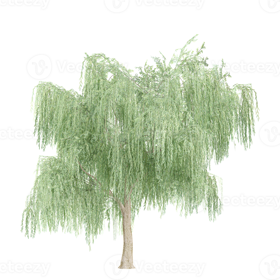 Green Willow tree isolated on transparent Canvas png