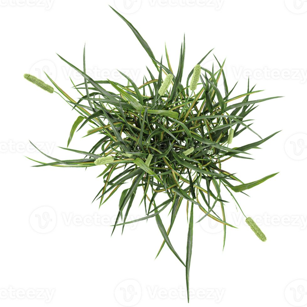isolated tropical green grass on transparent Canvas from top view png