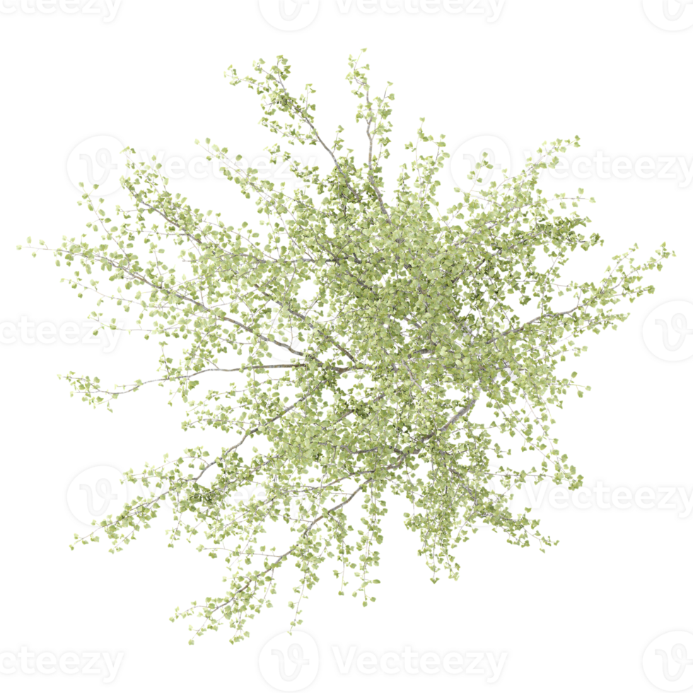 3d illustration of Birch tree isolated on transparent canvas from top view png