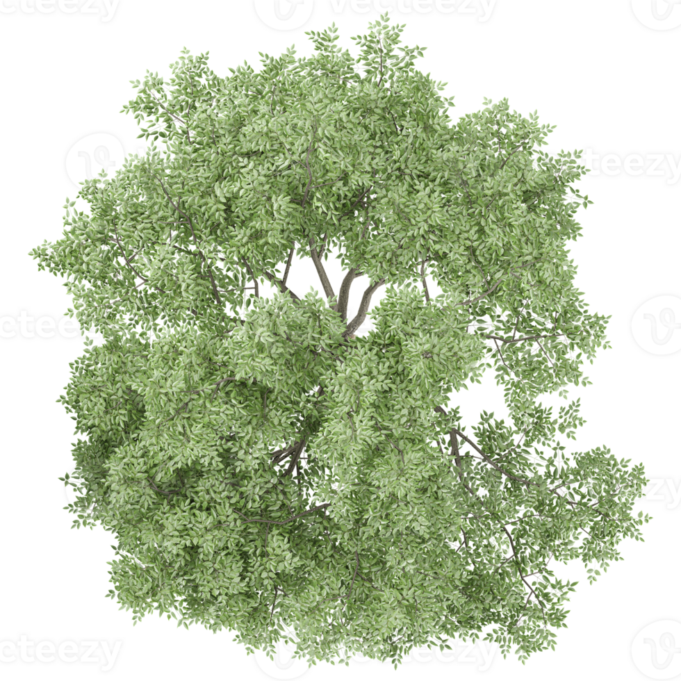 Green beautiful Oak Tree on isolated Canvas from top view png