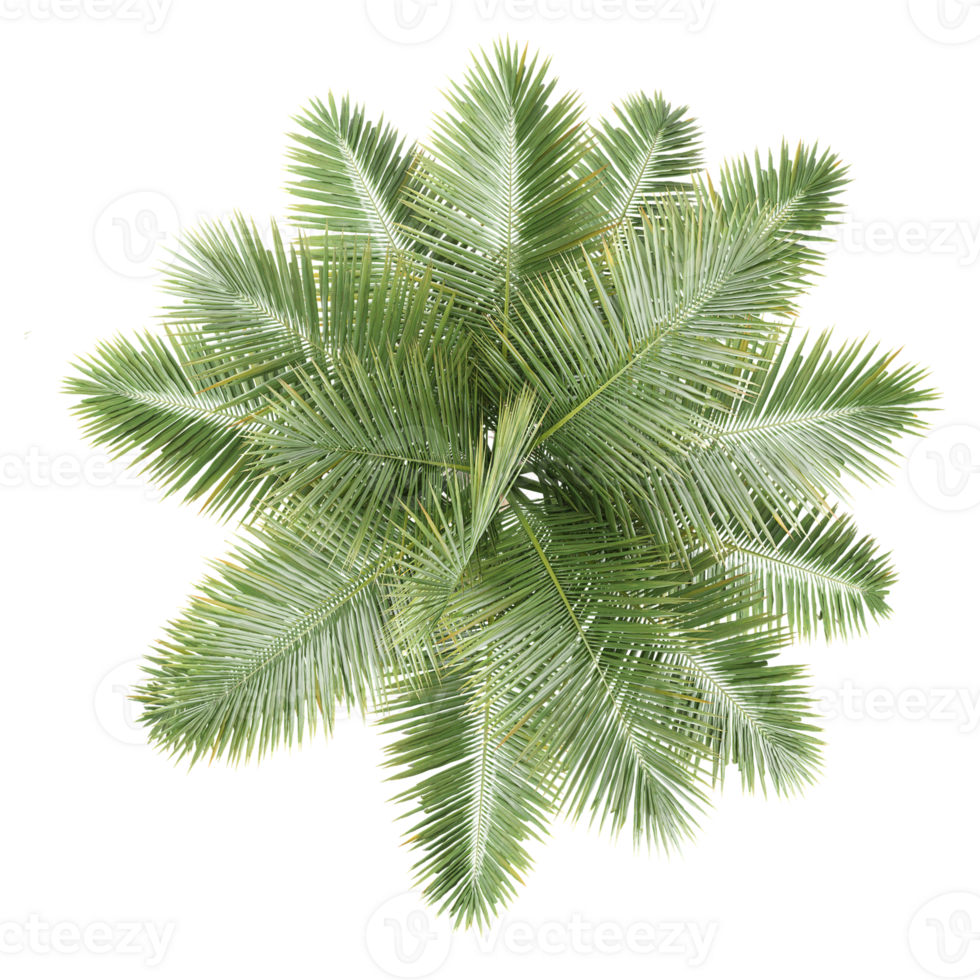 Collection of Royal palm isolated on transparent Canvas from the top view png