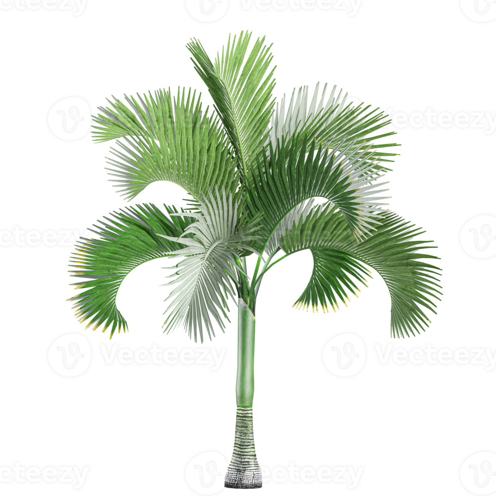 3d illustration of Veitchia plant isolated on transparent canvas png